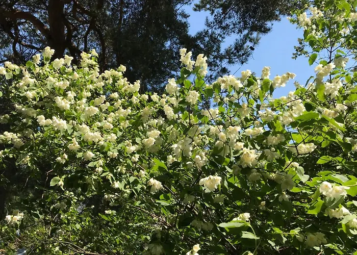 Saule מלון דירות *